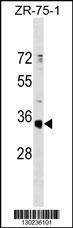 Anti-OR51G1 (C-term) Antibody