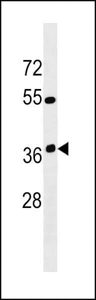 Anti-OR12D3 (C-term) Antibody