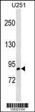 Anti-OSBPL10 (C-term) Antibody