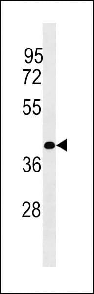 Anti-PLCXD1 (Center) Antibody