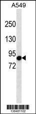 Anti-GPR115 (C-term) Antibody