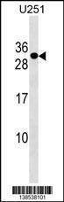 Anti-POMZP3 (N-term) Antibody