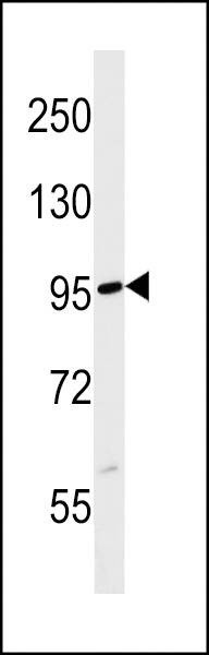 Anti-FBXL19 (C-term) Antibody