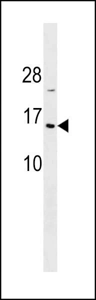 Anti-HIST1H2BA (N-term) Antibody