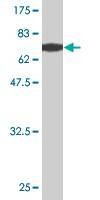 Anti-EIF5 Antibody