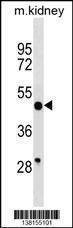 Anti-BRP16 (Center) Antibody