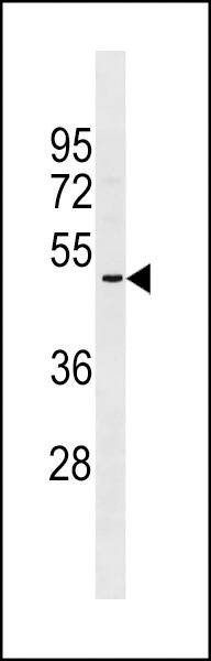 Anti-OR2A5 (C-term) Antibody