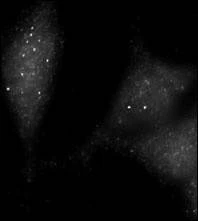 Anti-UVRAG (L133) Antibody