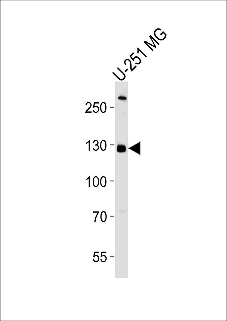 Anti-PI3KC3 (C-term E785) Antibody