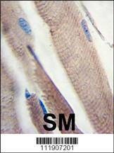 Anti-PI3KC3 (S851) Antibody