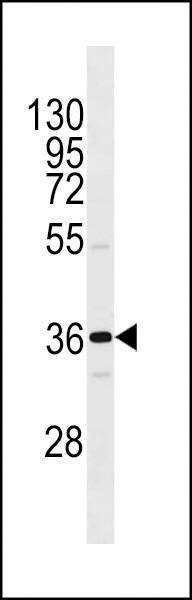 Anti-OR1I1 (N-term) Antibody