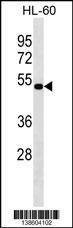 Anti-NAAA (C-term) Antibody