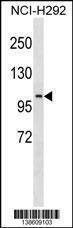 Anti-PDE4C (N-term) Antibody