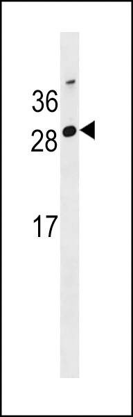 Anti-GG2L4 (Center) Antibody
