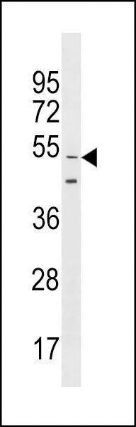 Anti-GOLGA6L9 (N-term) Antibody