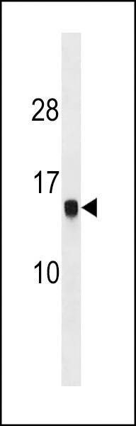 Anti-HIST1H2AG (C-term) Antibody