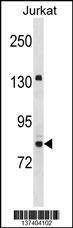 Anti-UHRF2 (Center) Antibody