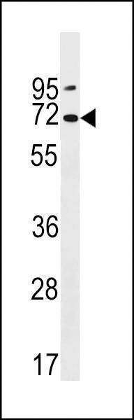 Anti-PKD2L2 (Center) Antibody