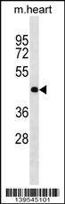 Anti-Mouse OLIG2 (Center) Antibody