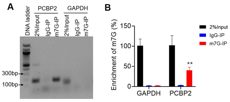m7G RNA Enrichment & Quantification Kit