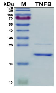 Recombinant Pig TNF-beta Protein, Antigen Grade