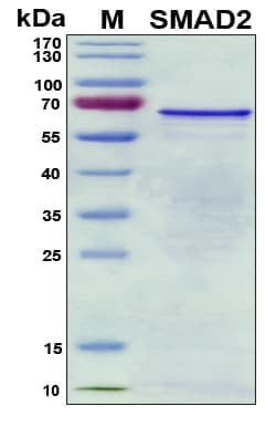 Recombinant Human SMAD-2 Protein