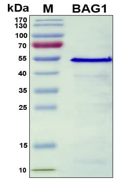 Recombinant Human BAG-1 Protein