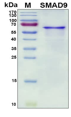 Recombinant Human SMAD9 Protein, Antigen Grade