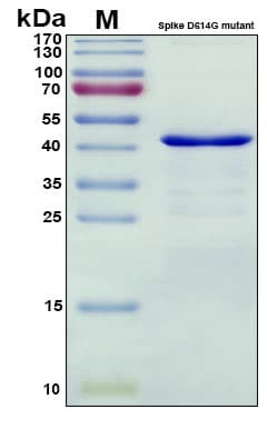 Recombinant SARS-CoV-2 S1 subunit C-terminus, D614G mutant Protein, Antigen Grade