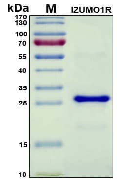 Recombinant Human Sperm-egg Fusion Protein Juno, Antigen Grade