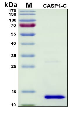 Recombinant Human Caspase-1 (CASP-1), Subunit p10 Protein, Antigen Grade