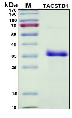 Recombinant Human Ep-CAM Protein, Antigen Grade