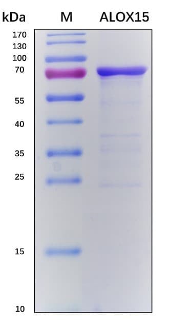 Recombinant Human Polyunsaturated Fatty Acid Lipoxygenase ALOX15 Protein, Antigen Grade