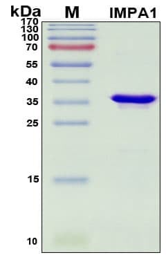 Recombinant Human IMP 1 Protein