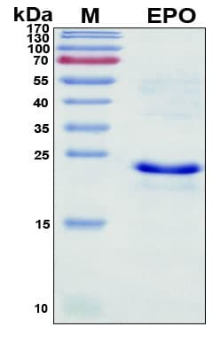 Recombinant Human Erythropoietin (EPO) Protein, Antigen Grade