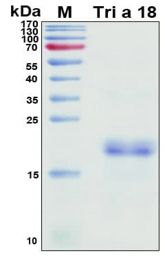 Recombinant Allergen Tri a 18 Protein, Antigen Grade