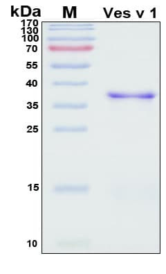 Recombinant Allergen Ves v 1 Protein, Antigen Grade