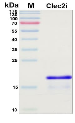 Recombinant Mouse Clec2i Protein, Antigen Grade