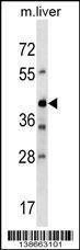 Anti-Mouse Avpr1b (Center) Antibody