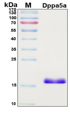 Recombinant Mouse Dppa5a Protein, Antigen Grade