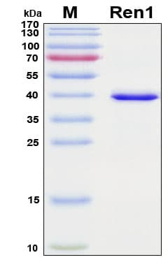 Recombinant Mouse Renin-1 Protein, Antigen Grade