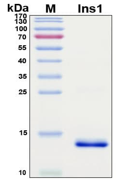 Recombinant Mouse Insulin-1 Protein, Antigen Grade
