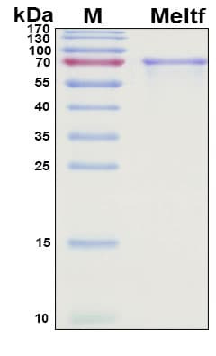Recombinant Mouse Melanotransferrin (CD228) Protein