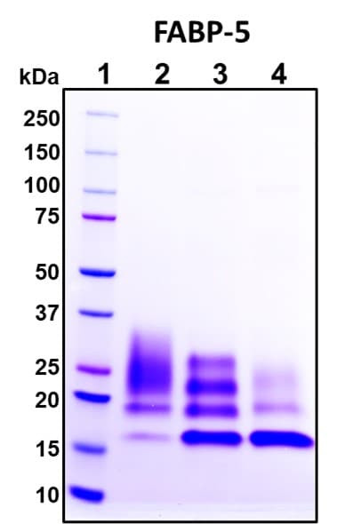 Recombinant Human E-FABP Protein
