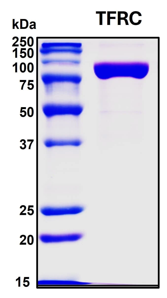 Recombinant Human Tfr1 Protein
