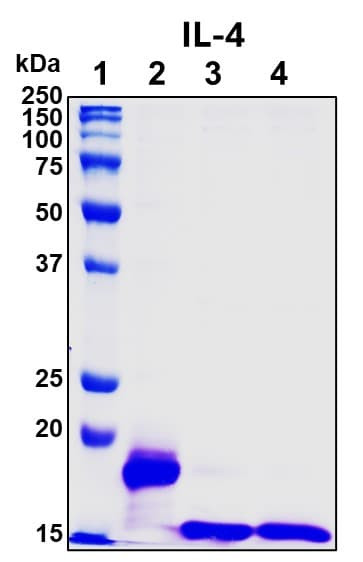 Recombinant Human IL-4 Protein