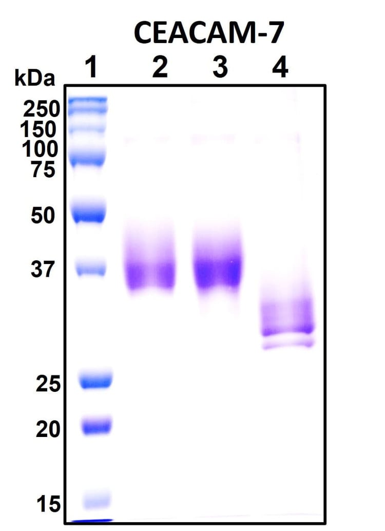 Recombinant Human CEACAM-7 Protein