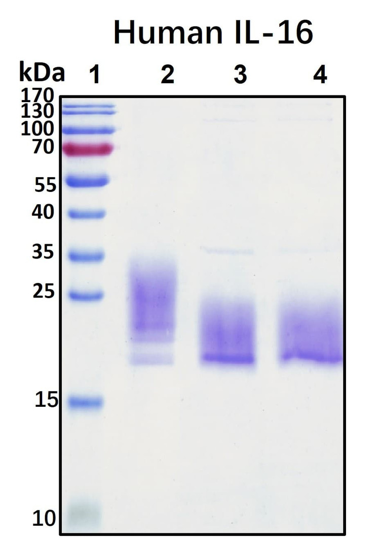 Recombinant Human IL-16 Protein