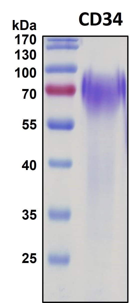 Recombinant Human CD34 Protein