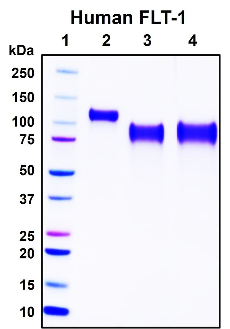 Recombinant Human Flt-1 (VEGFR1) Protein